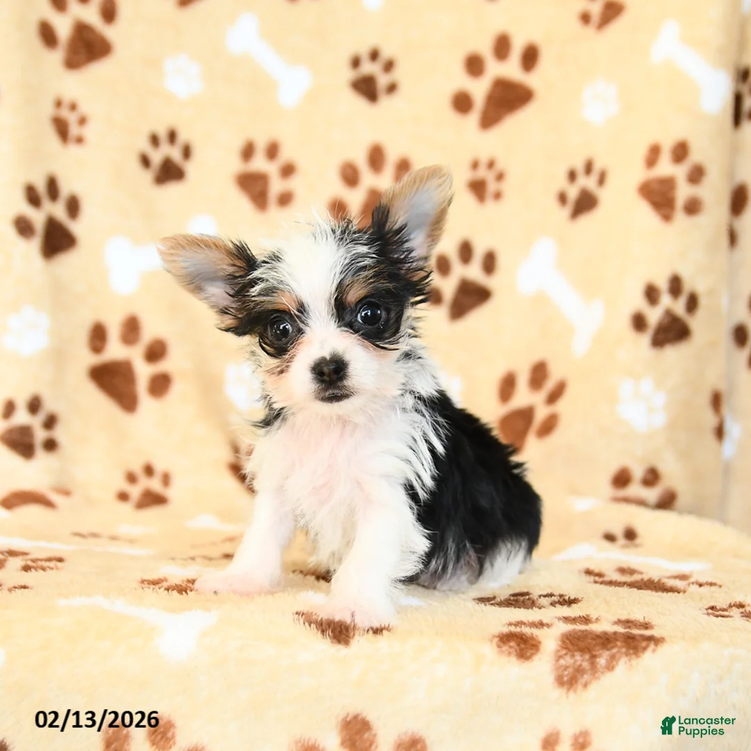 Yorkshire Terrier dogs for sale: Lucy - Ad 1