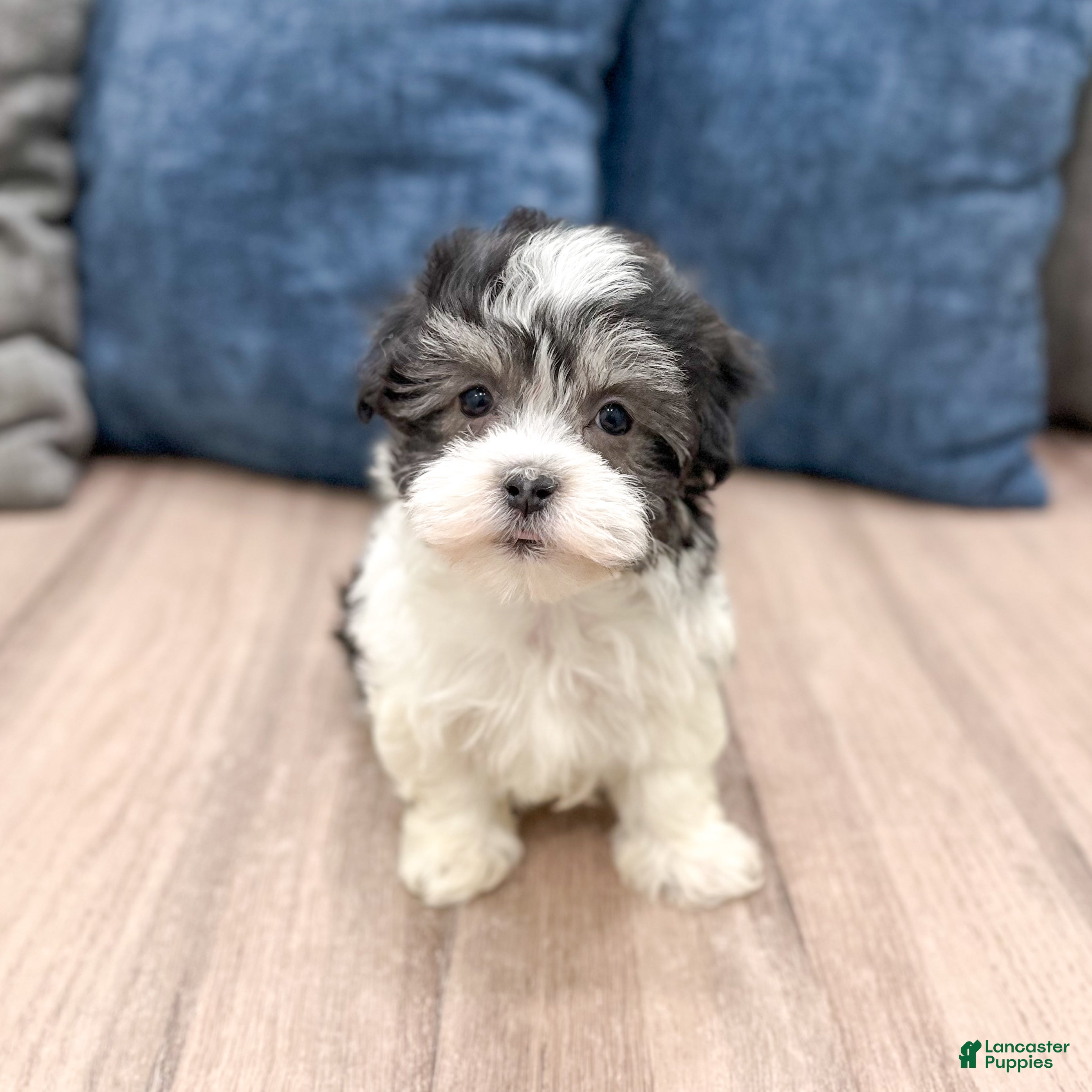 Havanese dogs for sale: Abby - Ad 2