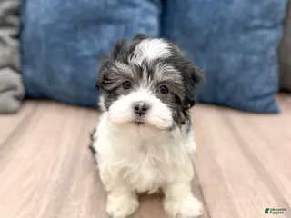 Havanese dogs for sale: Abby - Ad 2