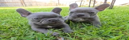 French Bulldog dogs for sale: Felix - Ad 3