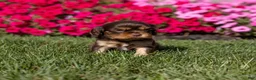 Cavalier King Charles Spaniel dogs for sale: Milo - Ad 5