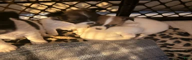 Chihuahua Puppy 3