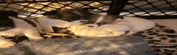 Chihuahua dogs for sale: Chihuahua Puppy 3 - Ad 1