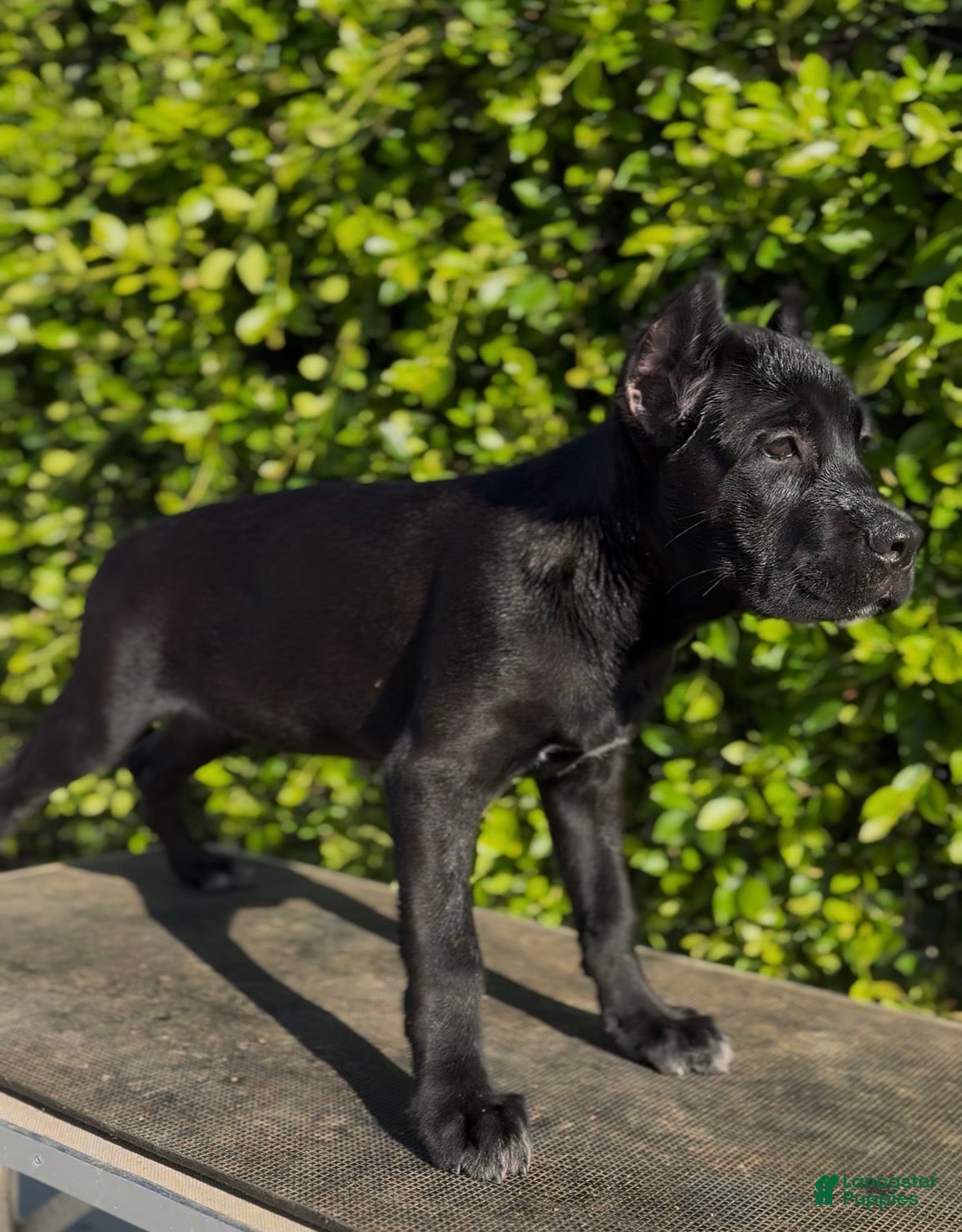 Cane Corso dogs Female 1 - Ad 2
