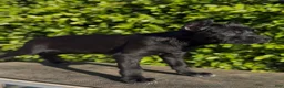 Cane Corso dogs for sale: Female 1 - Ad 2