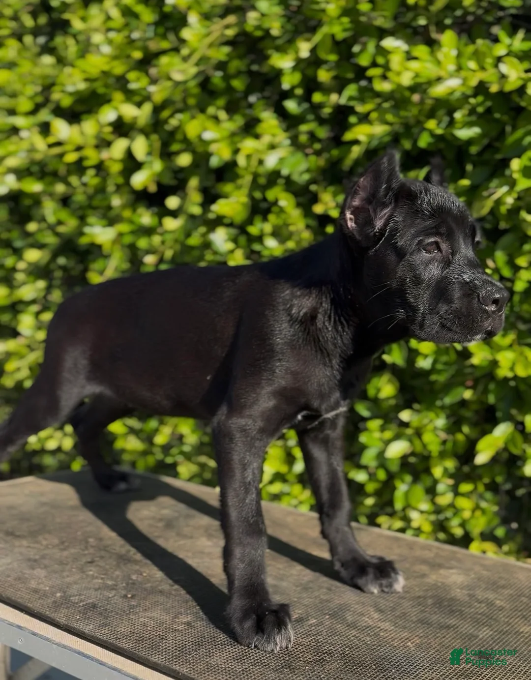 Cane Corso dogs for sale: Female 1 - Ad 2