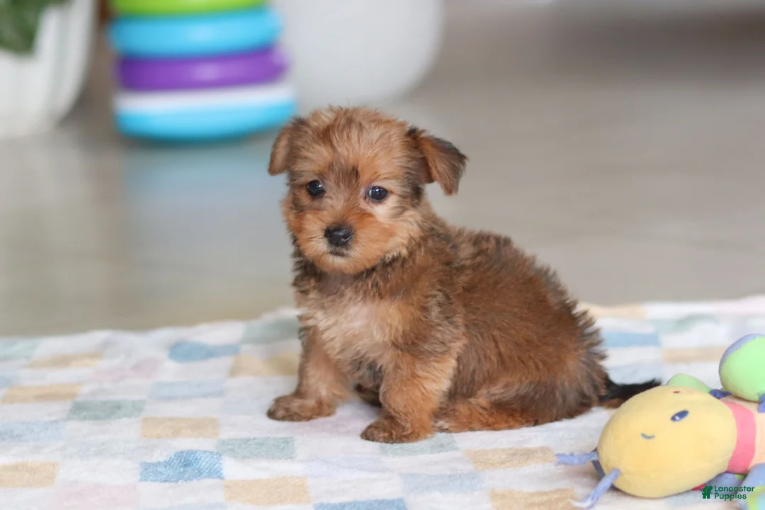 Morkie dogs for sale: Carmen - Ad 5