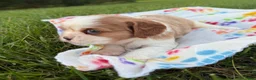 Cavalier King Charles Spaniel dogs for sale: Christopher Cavalier King Charles Spaniel  - Ad 4