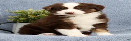 Miniature Australian Shepherd dogs for sale: Rusty - Ad 4