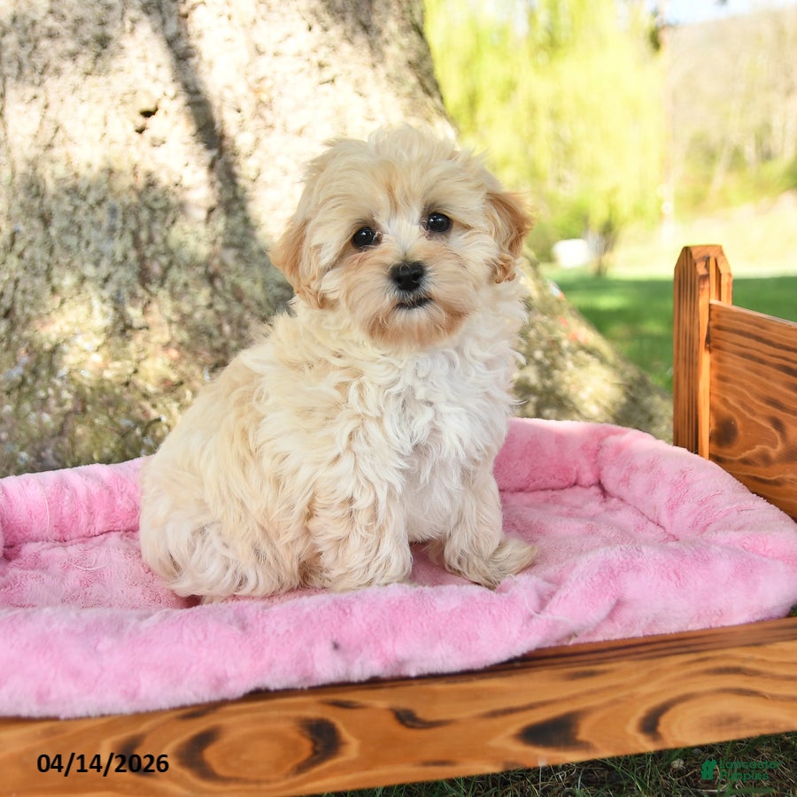 Maltipoo dogs Kipper - Ad 1