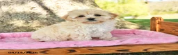 Maltipoo dogs for sale: Kipper - Ad 1