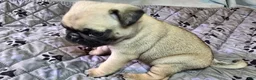 Pug dogs for sale: Chad - Ad 15