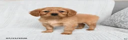 Miniature Golden Retriever dogs for sale: Murphy - Ad 2