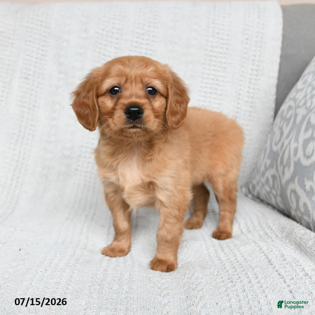 Miniature Golden Retriever dogs for sale: Murphy - Ad 2