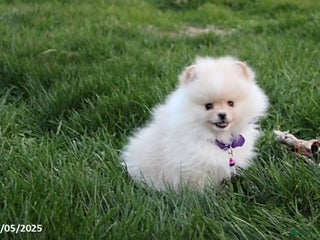 Pomeranian dogs - Ad 4