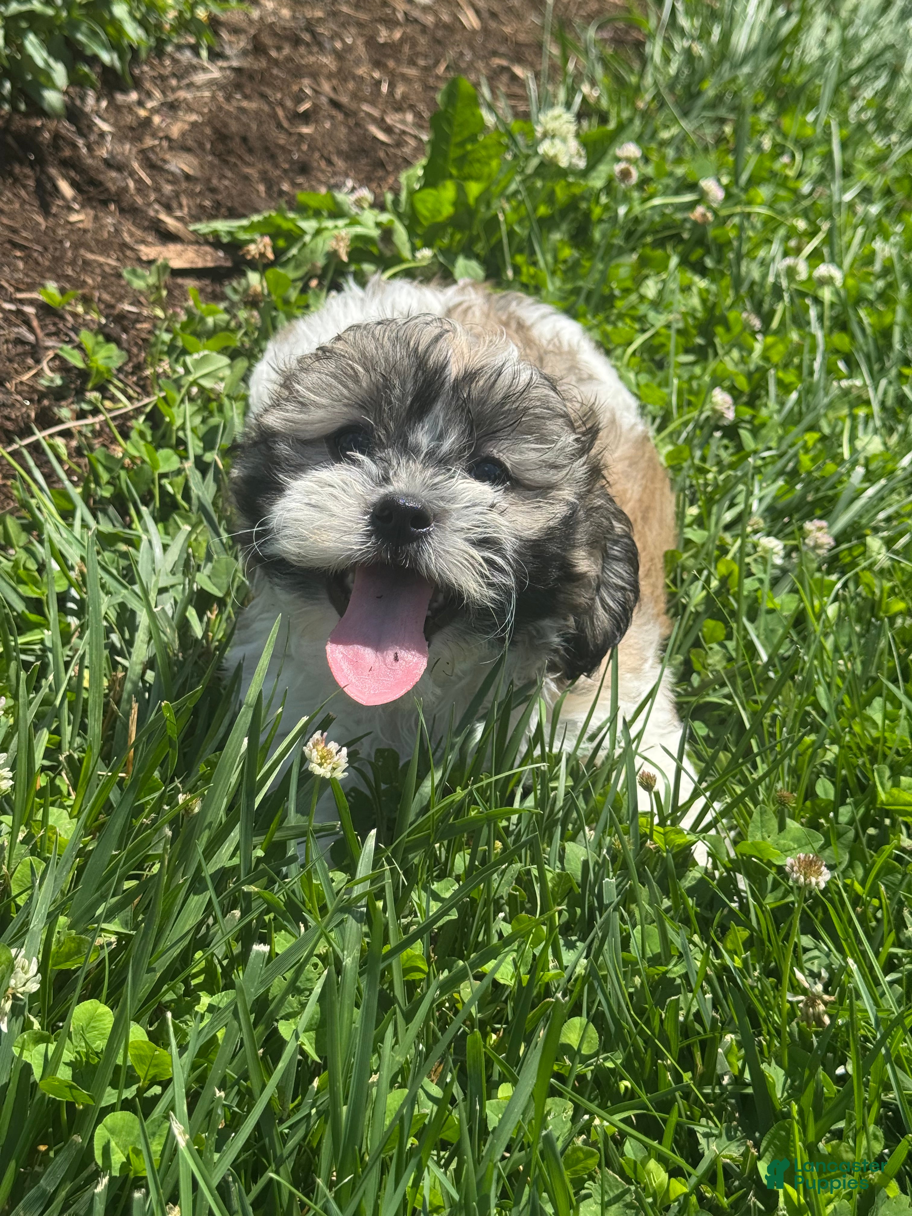 Teddy Bear dogs Jack  - Ad 4
