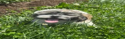 Teddy Bear dogs for sale: Jack  - Ad 1