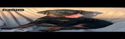 Doberman Pinscher dogs for sale: Bella WEEKEND SPECIAL $250 OFF! - Ad 7