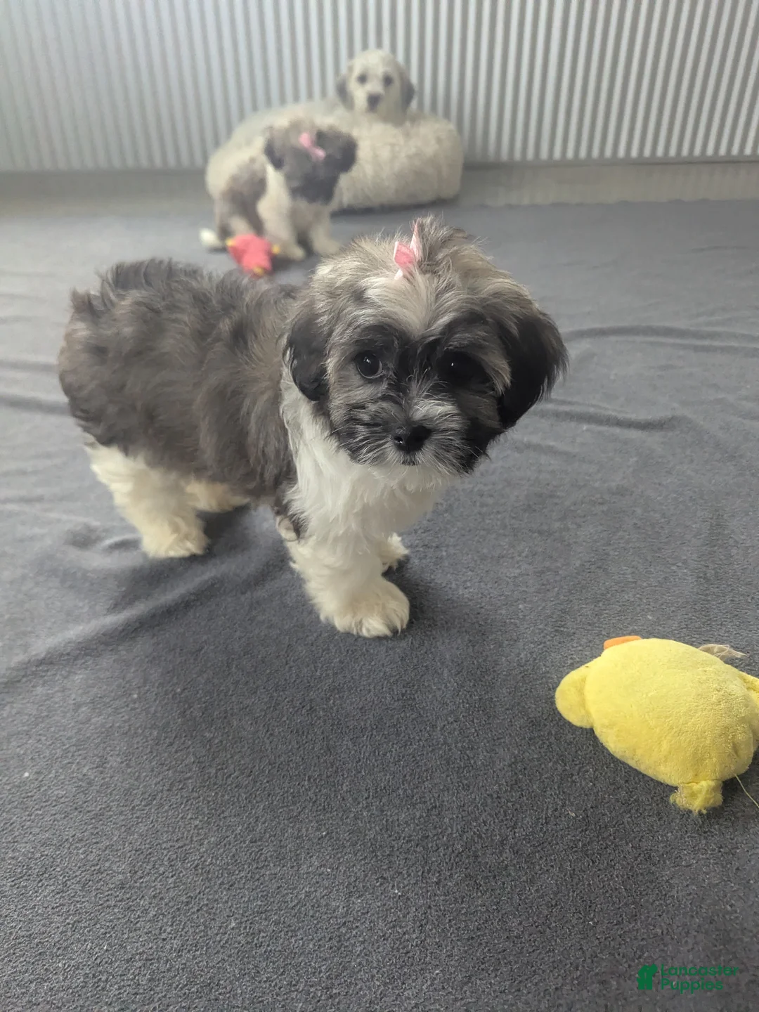 Havanese dogs for sale: Havanese Puppy 1 - Ad 1