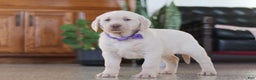 Labrador Retriever dogs for sale: Noel - Ad 8