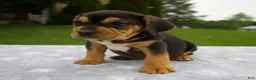 Beabull dogs for sale: Duff - Ad 5