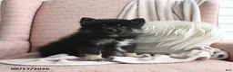 Pomsky dogs for sale: Baxter - Ad 3