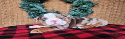 English Bulldog dogs for sale: Frisco - Ad 12