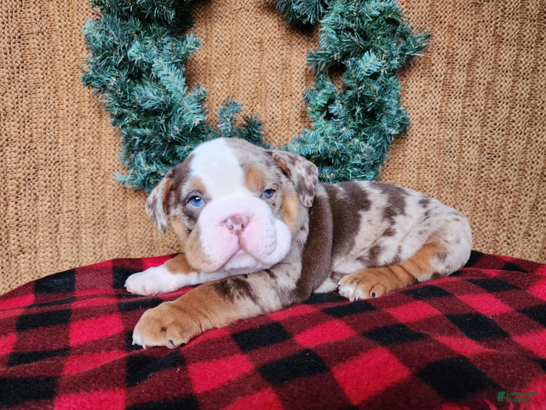 English Bulldog dogs for sale: Frisco - Ad 12