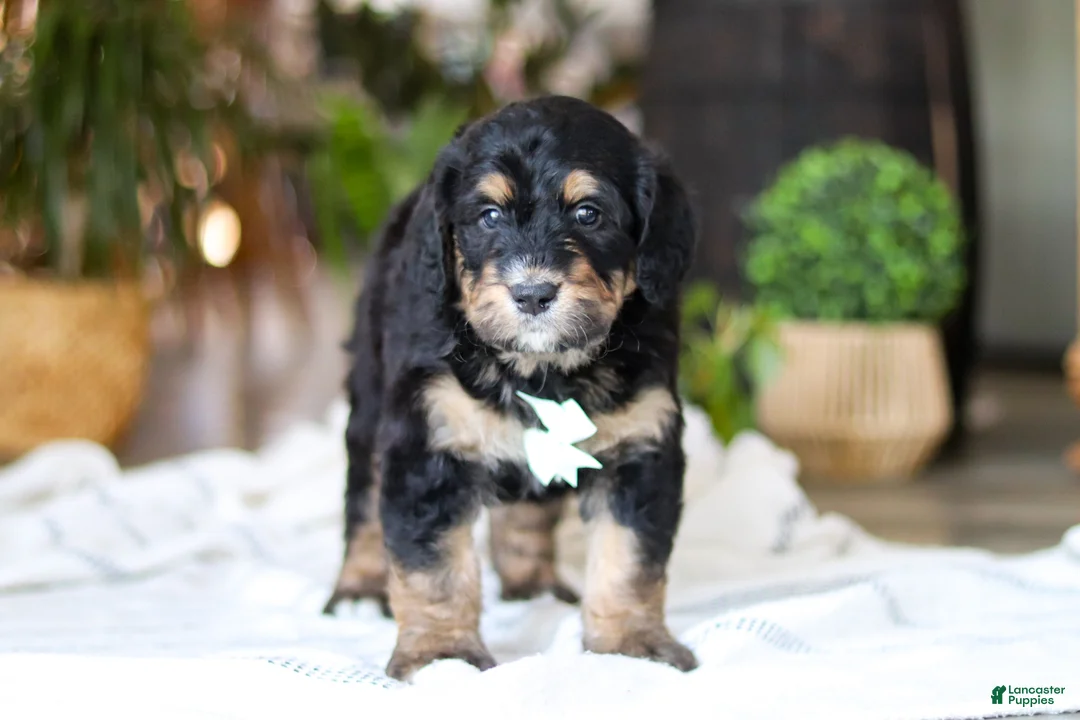 Bernedoodle dogs for sale: Jig - Ad 6