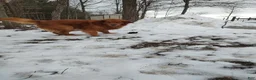 Golden Retriever dogs for sale: Golden Retriever 2 - Ad 4