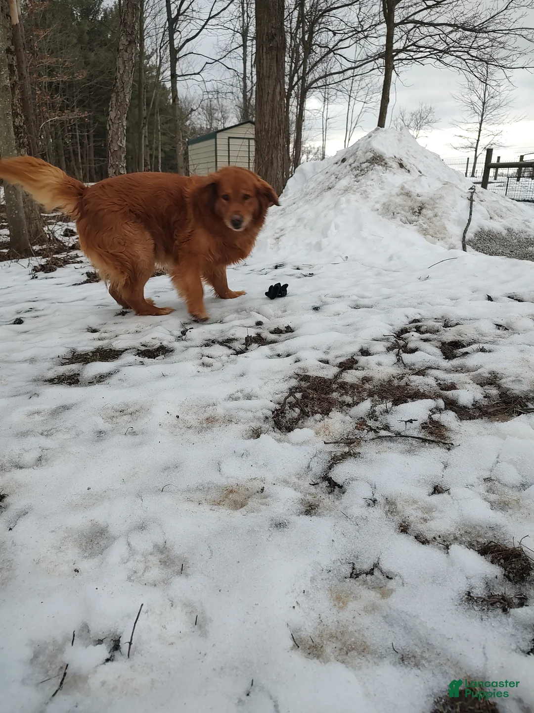 Golden Retriever dogs for sale: Golden Retriever 2 - Ad 4