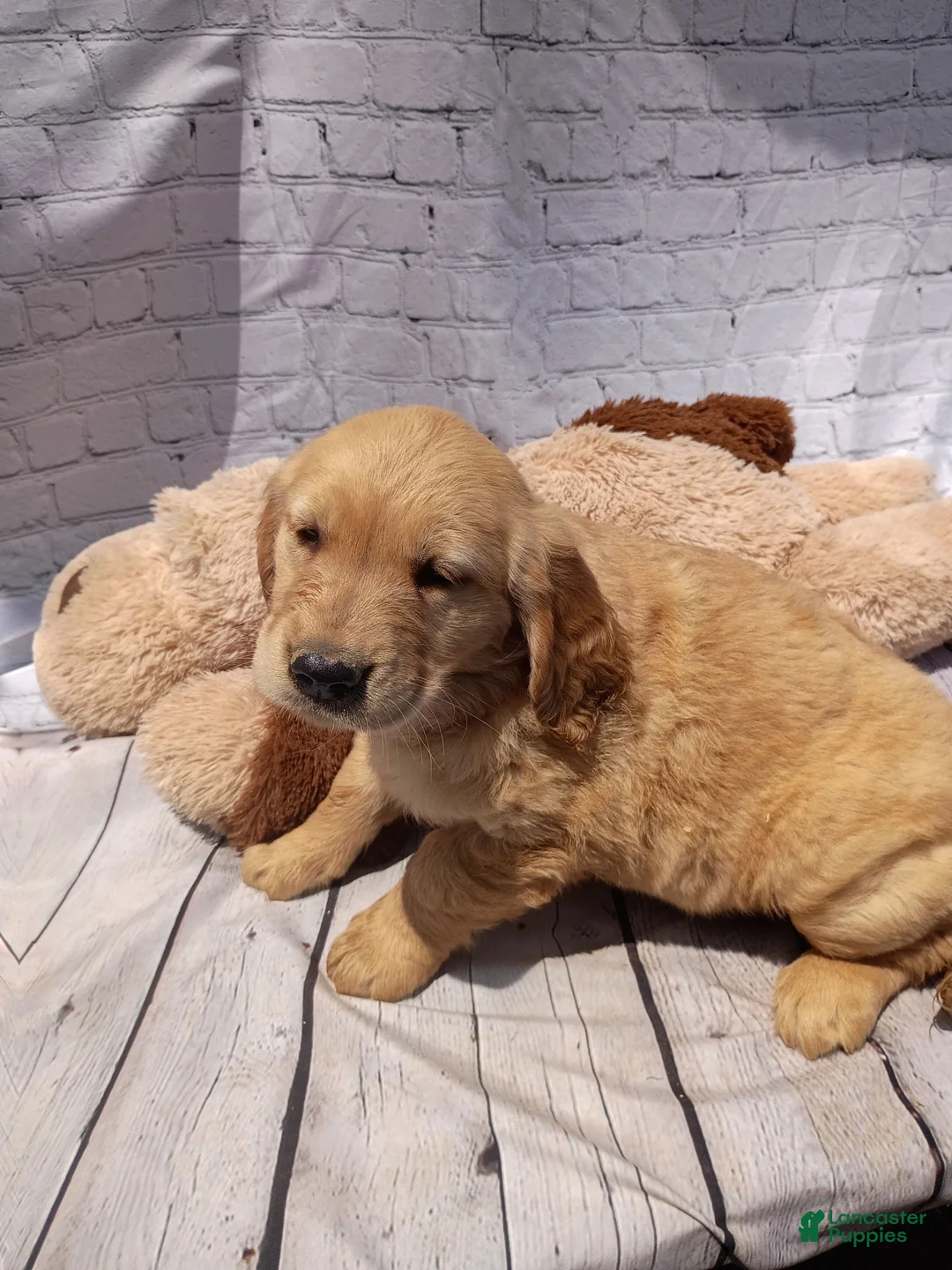 Golden Retriever dogs for sale: Lola - Ad 2