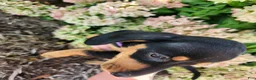 Miniature Dachshund dogs for sale: Zurie - Ad 13