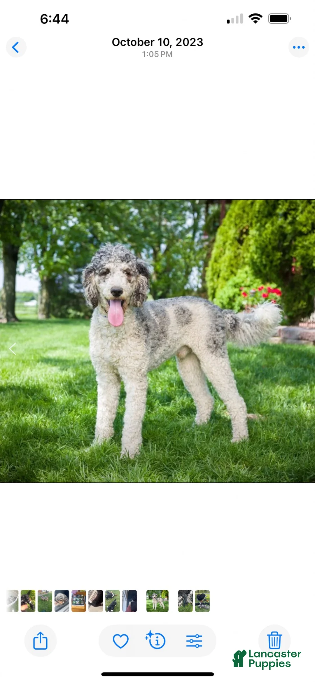 Bernedoodle dogs for sale: Little Merle  - Ad 4