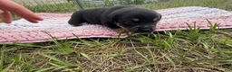 Mixed Breed dogs for sale: Beef - Ad 6