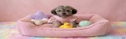 Maltipoo dogs for sale: BURBERRY  - Ad 2