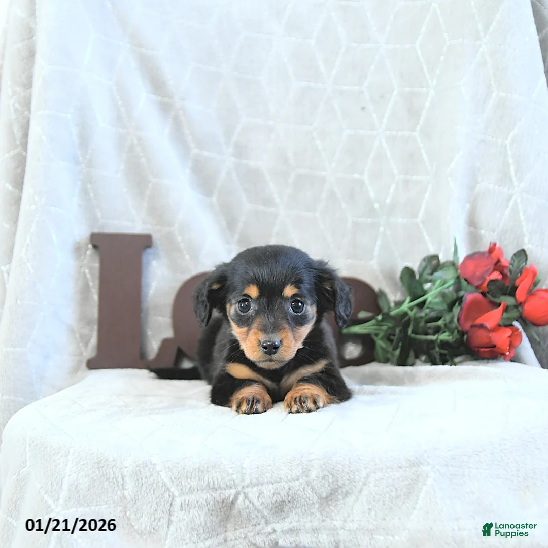 Miniature Dachshund dogs for sale: Miss Priss EXTRA SMALL - Ad 2