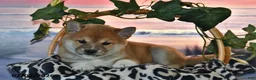 Shiba Inu dogs for sale: Anthony - Ad 3