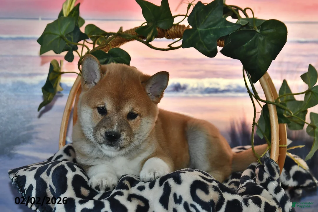 Shiba Inu dogs for sale: Anthony - Ad 3