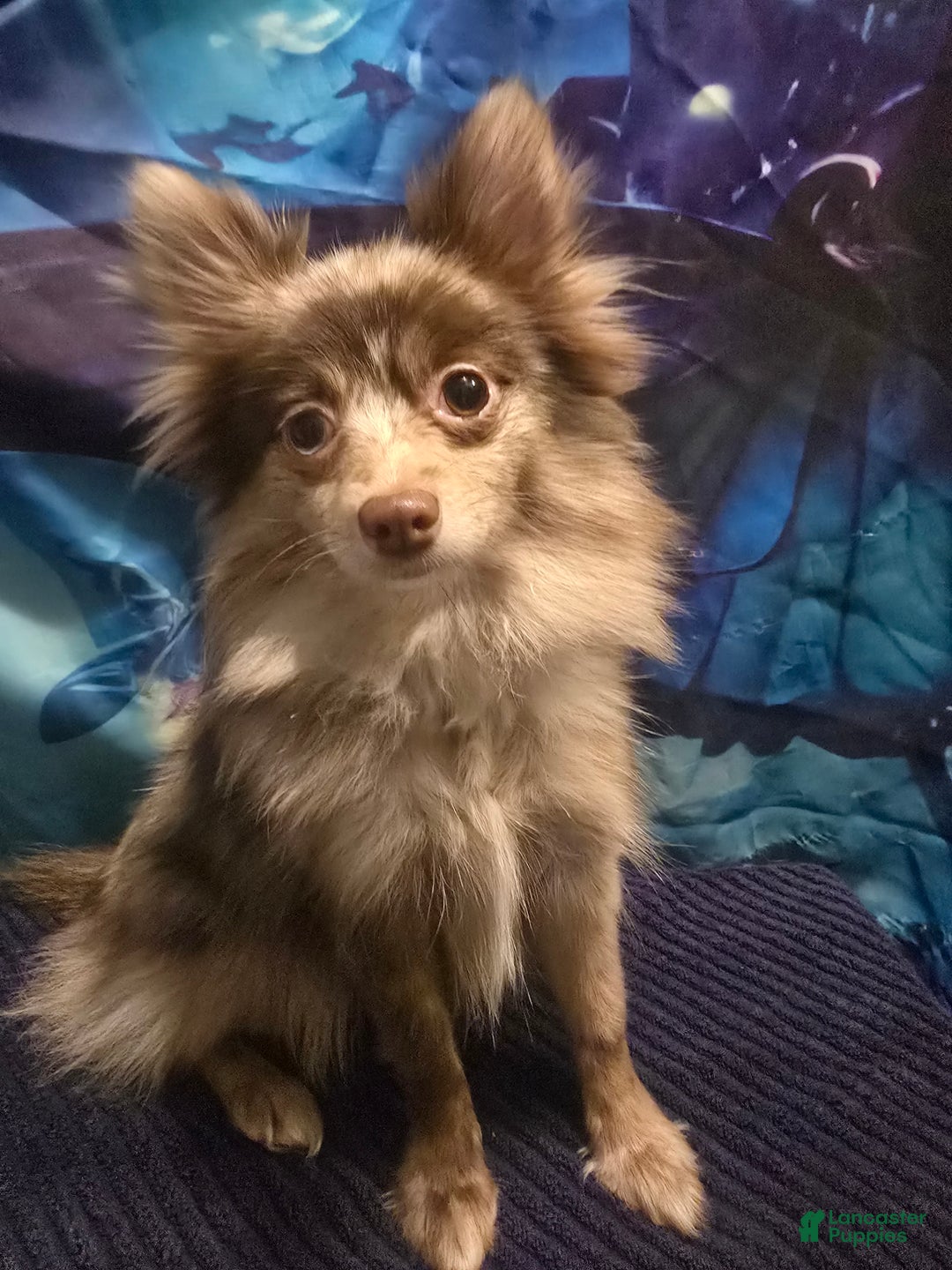 Pomeranian dogs for sale: Pomeranian Puppy 1 - Ad 1