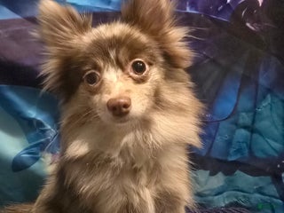 Pomeranian dogs Pomeranian Puppy 1 - Ad 10