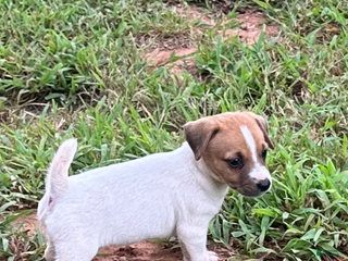 Jack Russell Terrier dogs - Ad 31