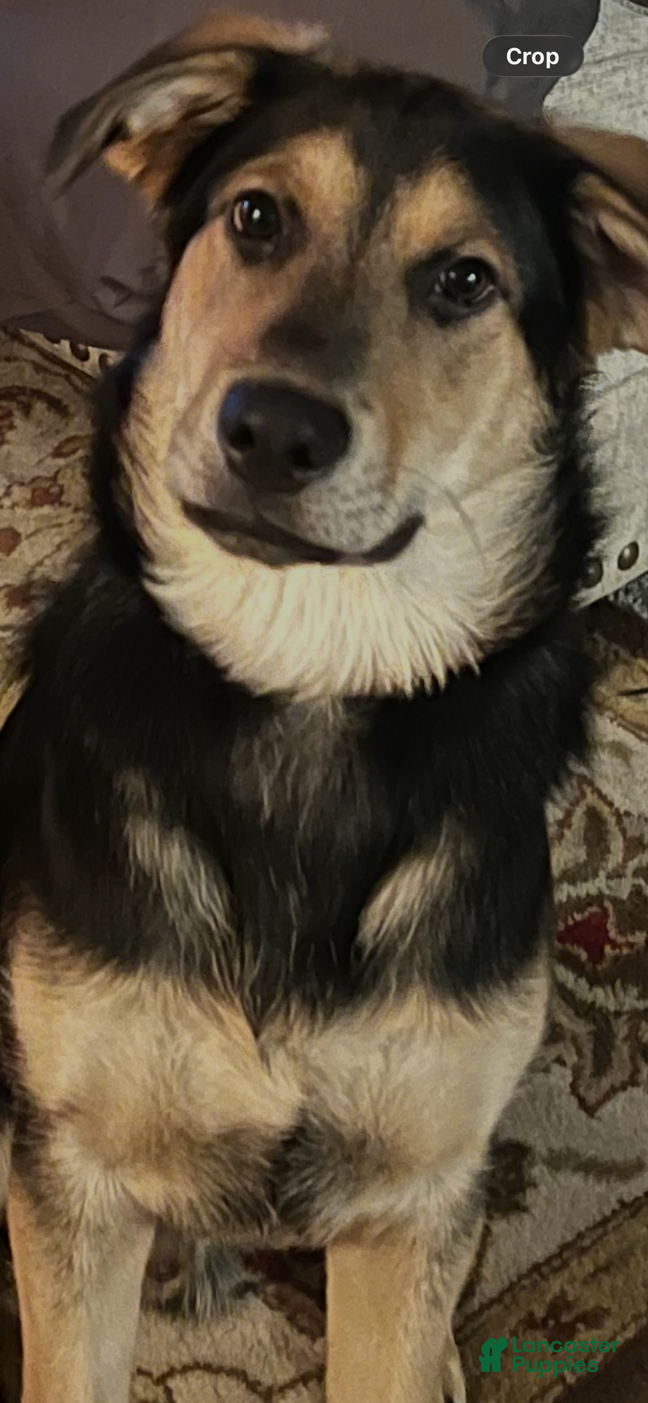 Mixed Breed dogs Mixed Breed Puppy 1 - Ad 9