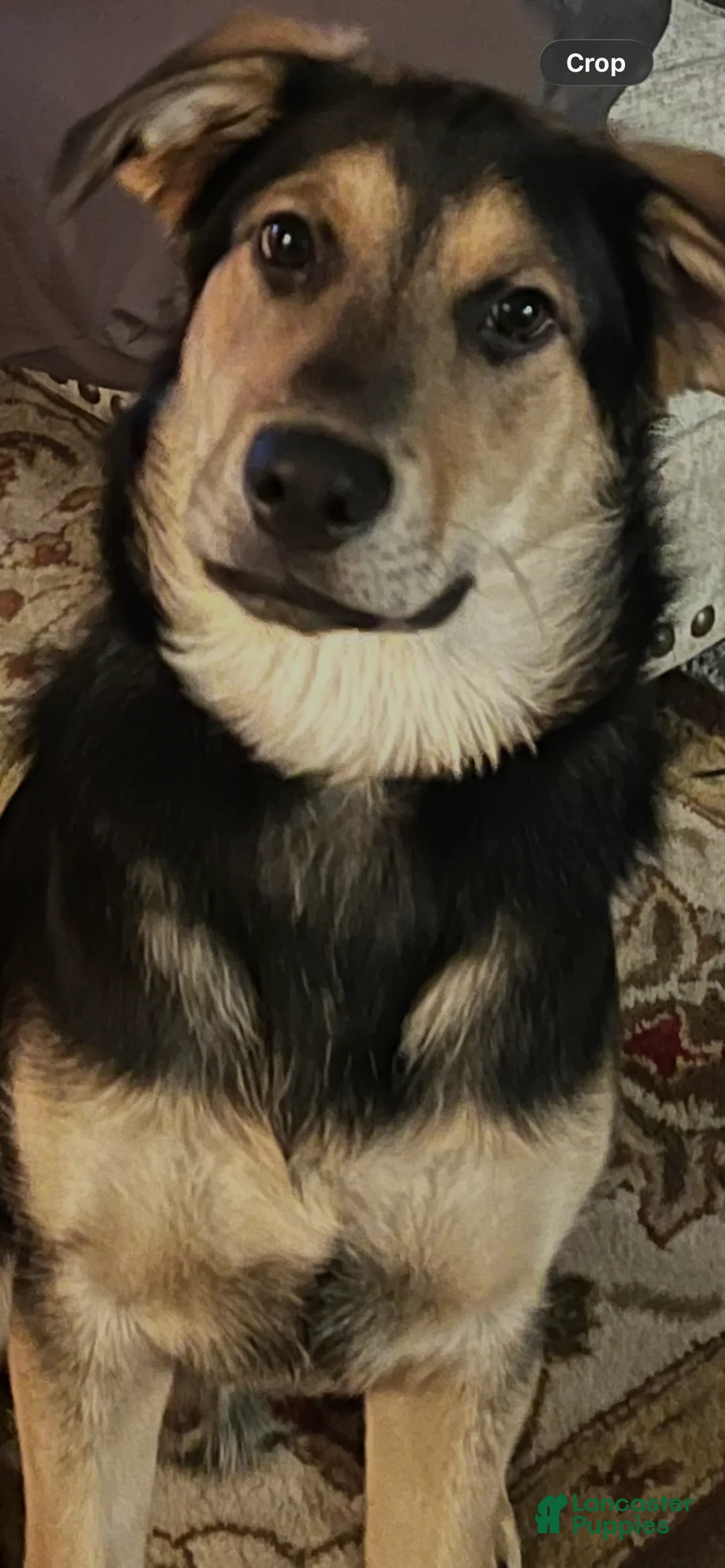 Mixed Breed dogs for sale: Mixed Breed Puppy 1 - Ad 1