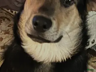 Mixed Breed dogs Mixed Breed Puppy 1 - Ad 9