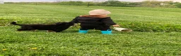 Bernese Mountain Dog dogs for sale: Comanche  - Ad 13