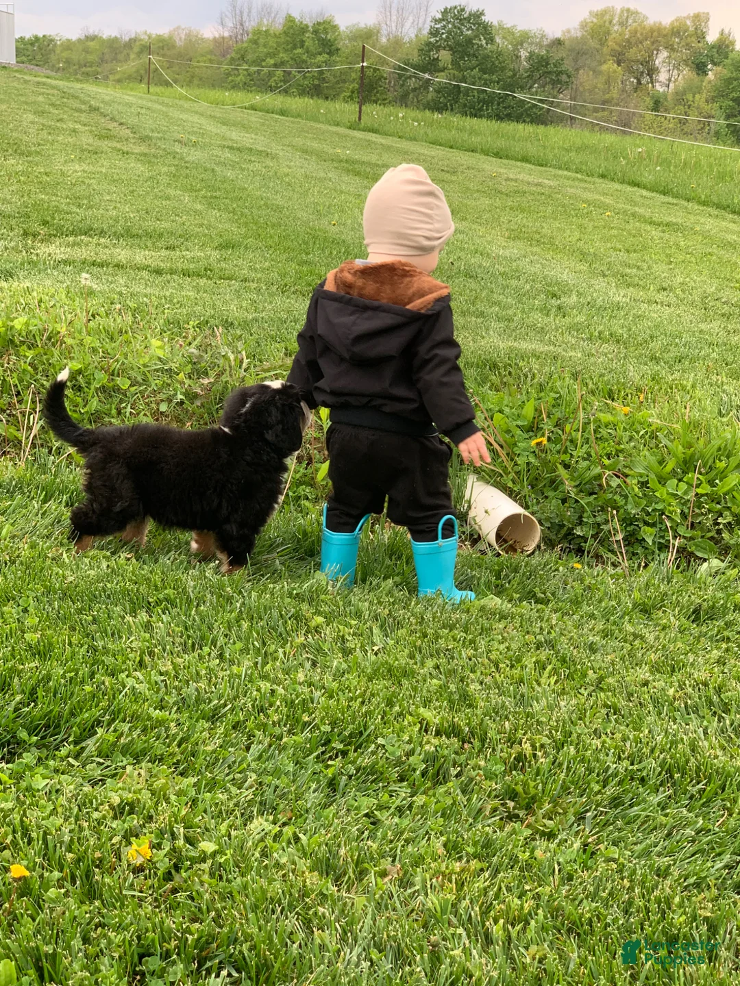Bernese Mountain Dog dogs for sale: Comanche  - Ad 13