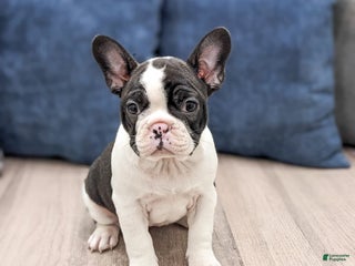 Frenchton dogs Darling - Ad 15