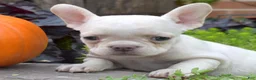 French Bulldog dogs for sale: Goldie (tiny) - Ad 3