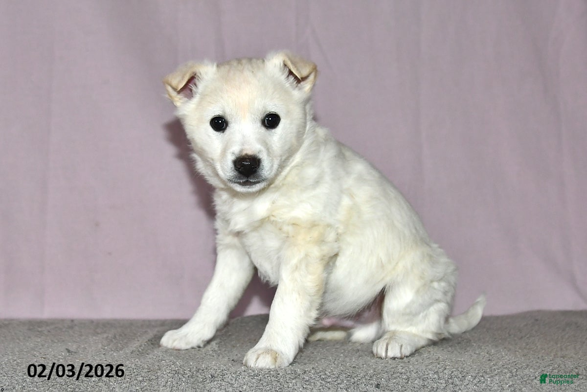 Mixed Breed dogs Lincoln - Ad 9